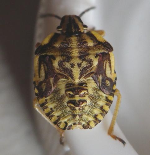 Réf. 235 544 : Carpocoris purpureipennis